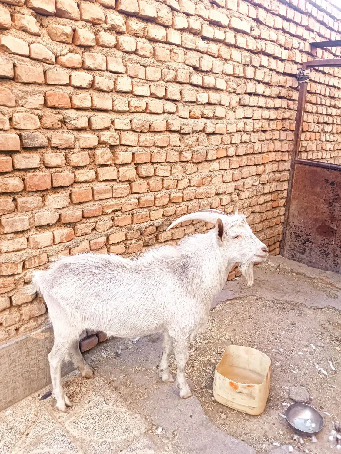 چبش سانن|حیوانات مزرعه|نهبندان, |دیوار