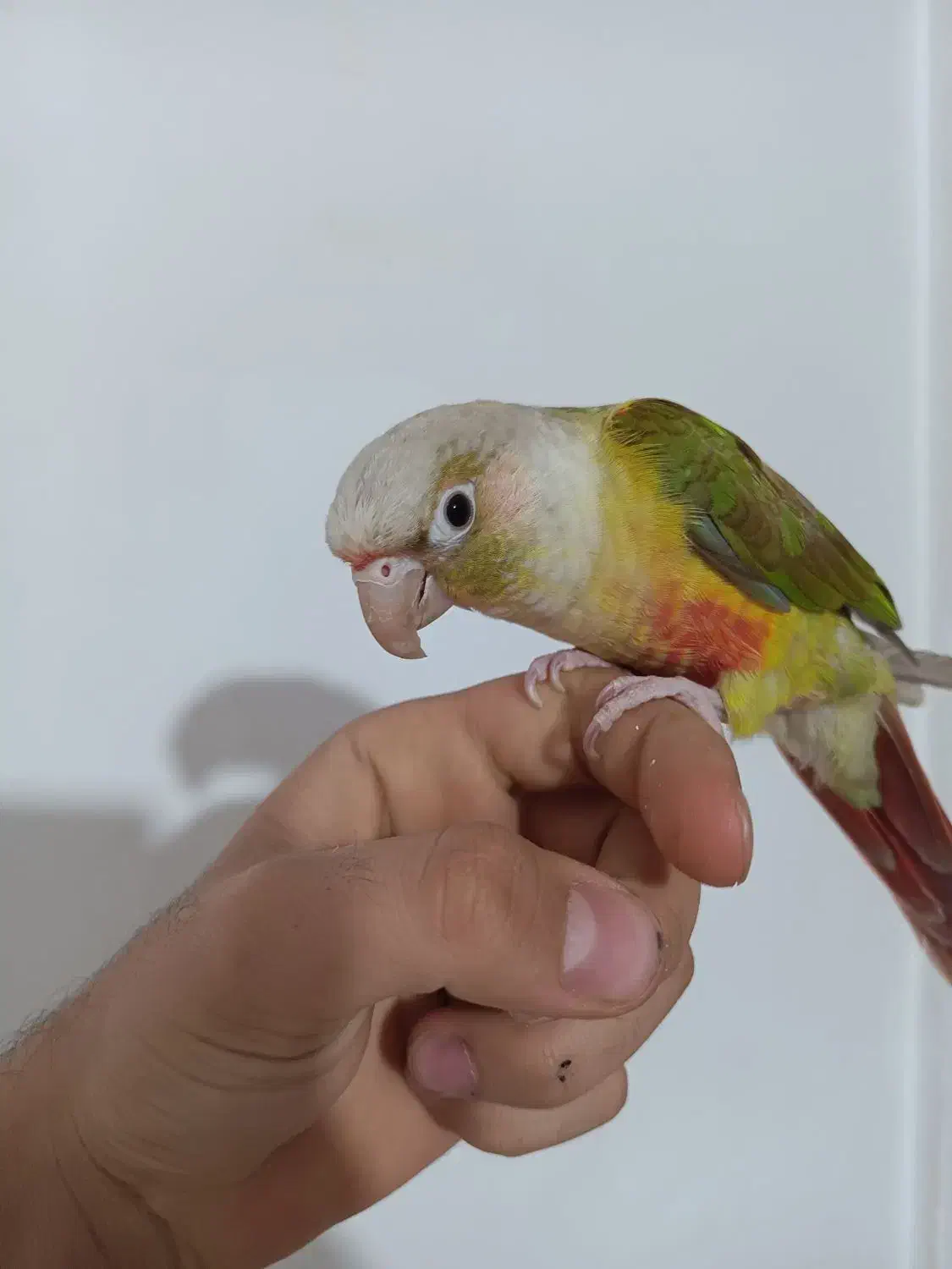 گرینچیک|پرنده|قیدار, |دیوار