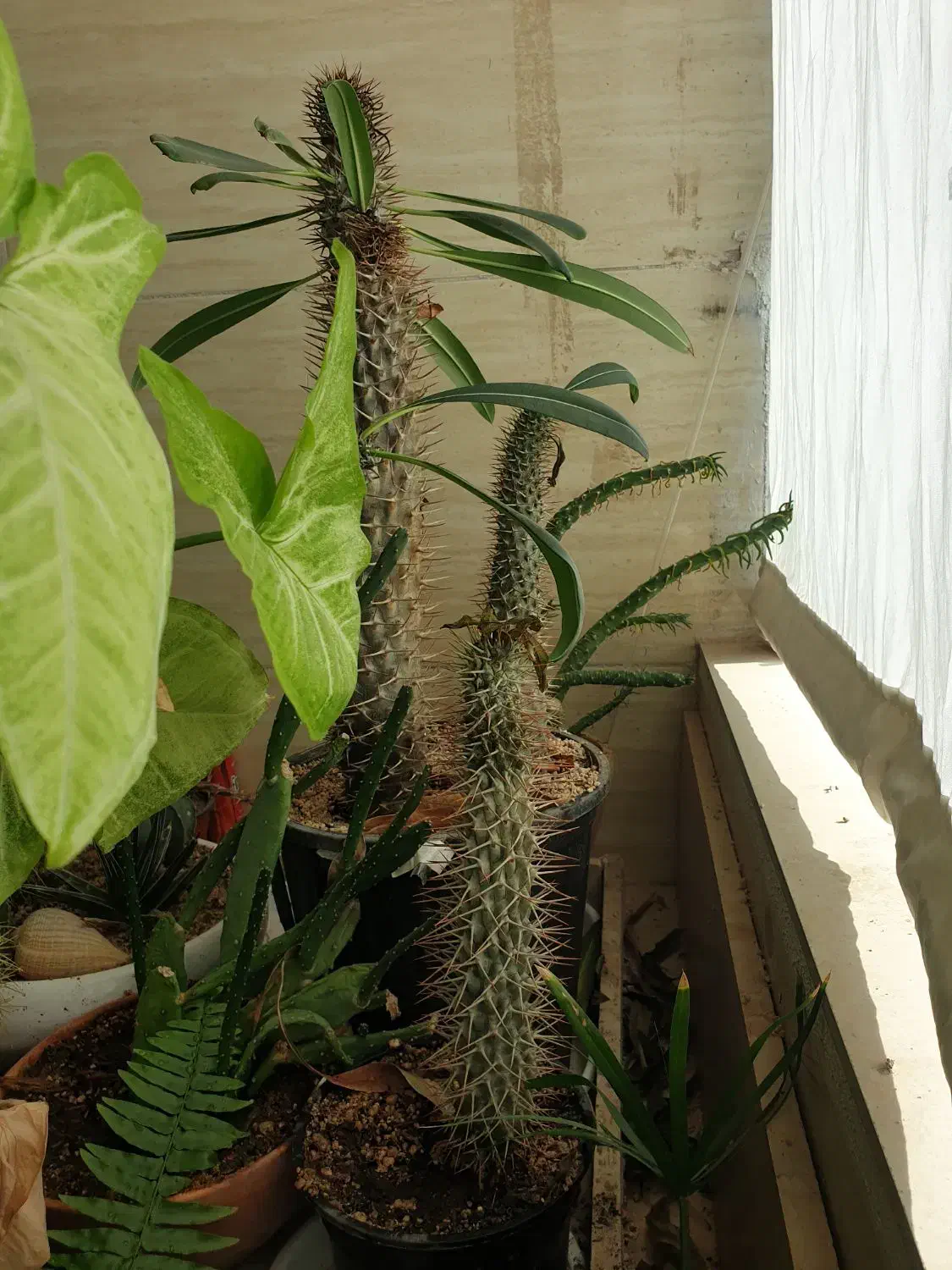 گل خونگی|گل و گیاه طبیعی|سبزوار, توحیدشهر|دیوار