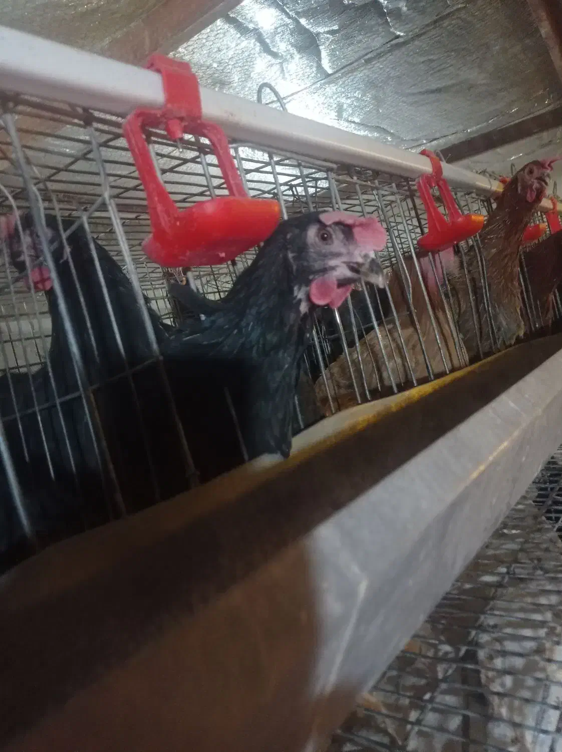 تخم مرغ محلی جهادی ارگانیک تازه روزانه|خوردنی و آشامیدنی|نیشابور, امام|دیوار