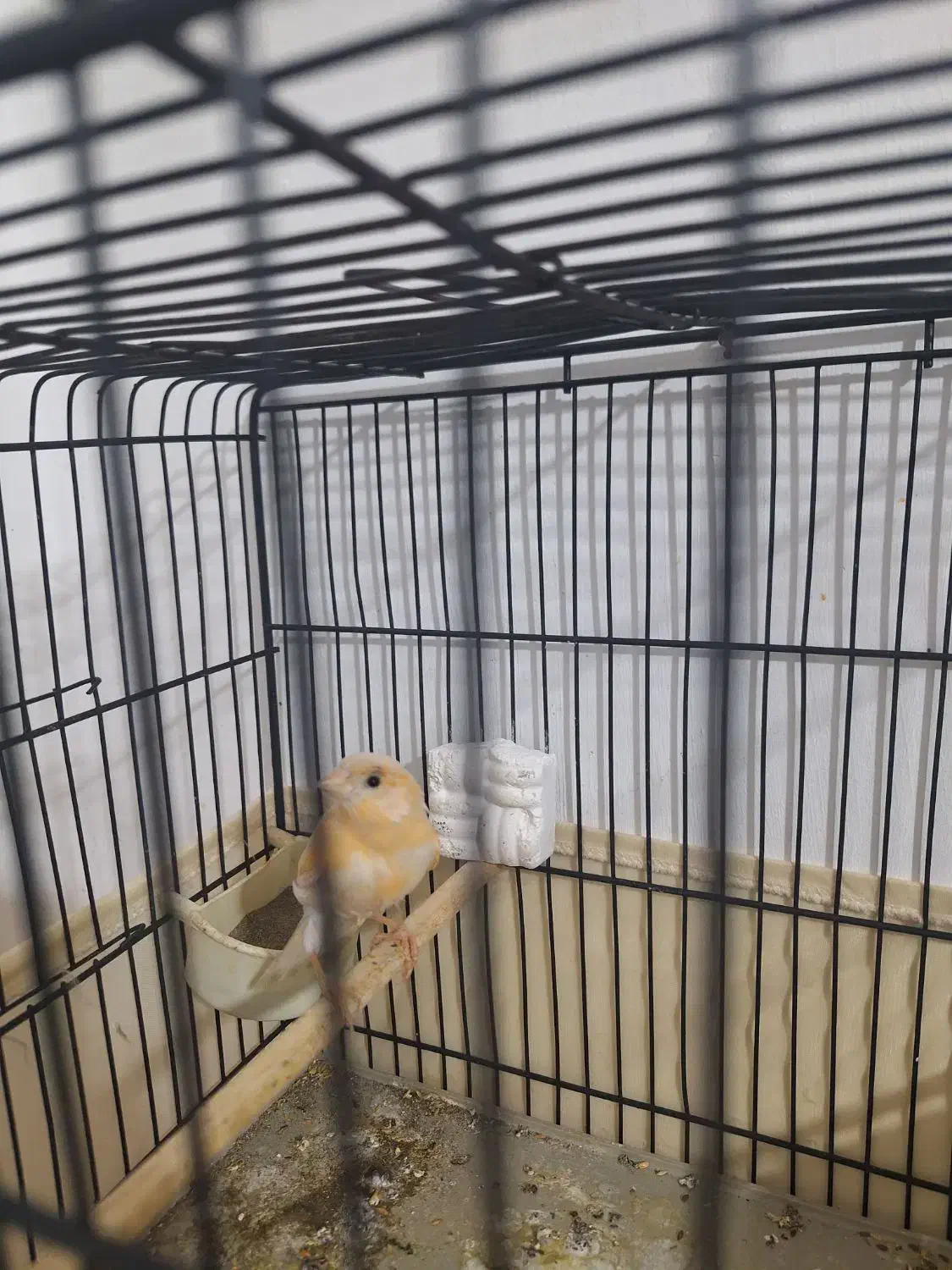 قناری نر|پرنده|کهریزک, |دیوار