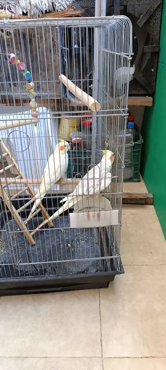 عروس هلندی دوکت پروانه|پرنده|شهریار, یوسف آباد صیرفی|دیوار