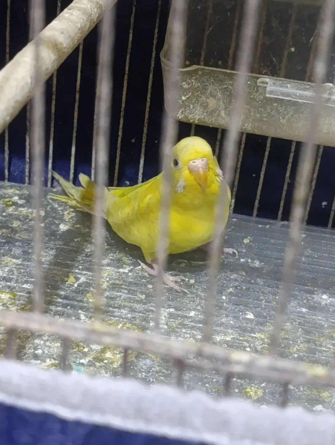 فروش جفت مرغ عشق|پرنده|بندر ماهشهر, |دیوار