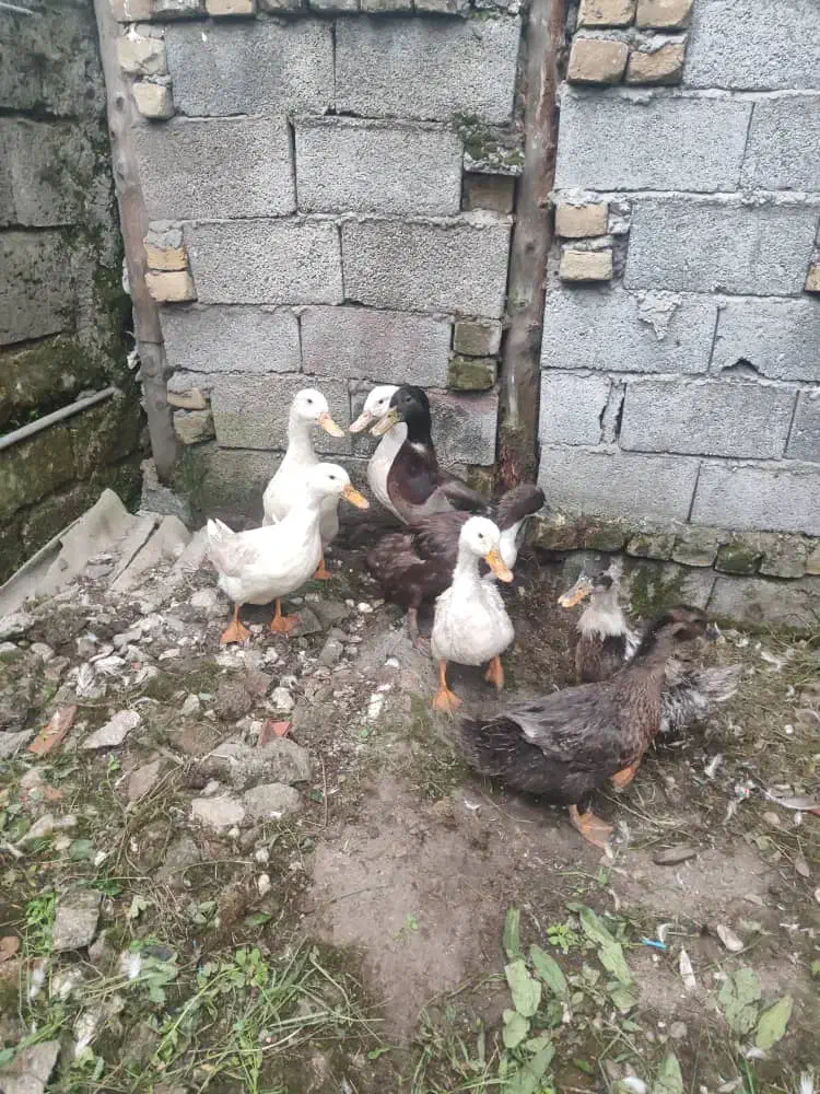 با مرغ محلی ماوضه میکنم|حیوانات مزرعه|نوشهر, |دیوار