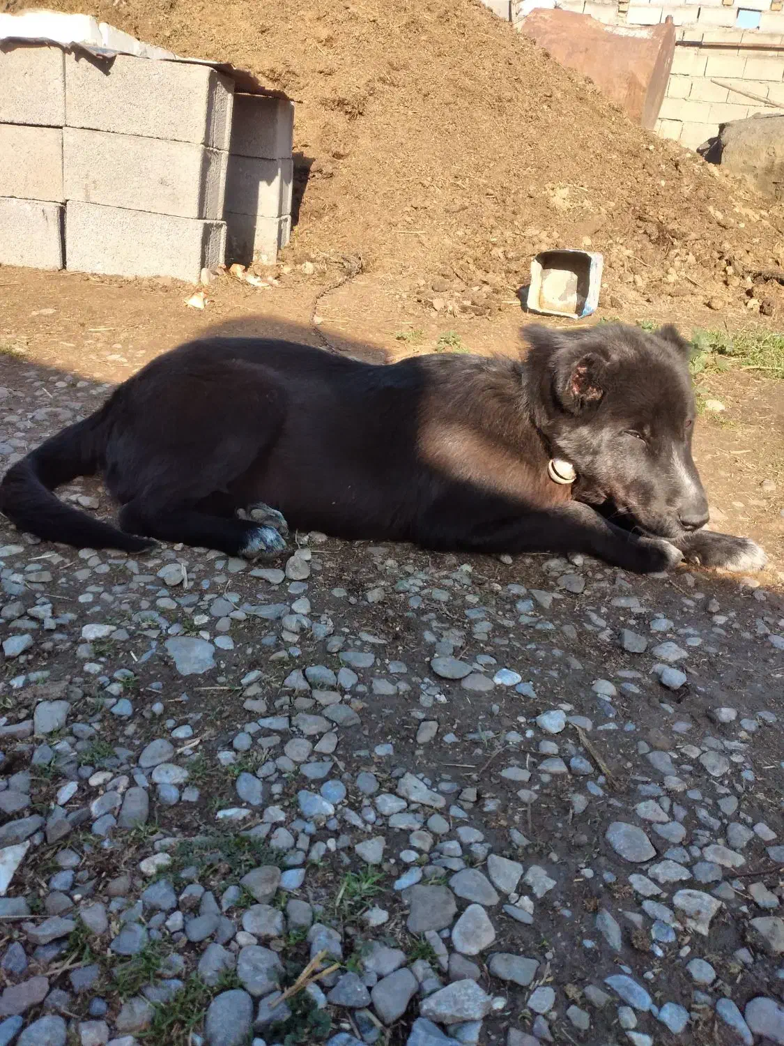 توله سرابی|سگ|سنگدوین, |دیوار