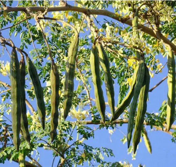 فروش روغن مورینگا|آرایشی، بهداشتی، درمانی|شیراز, فرهنگ شهر|دیوار