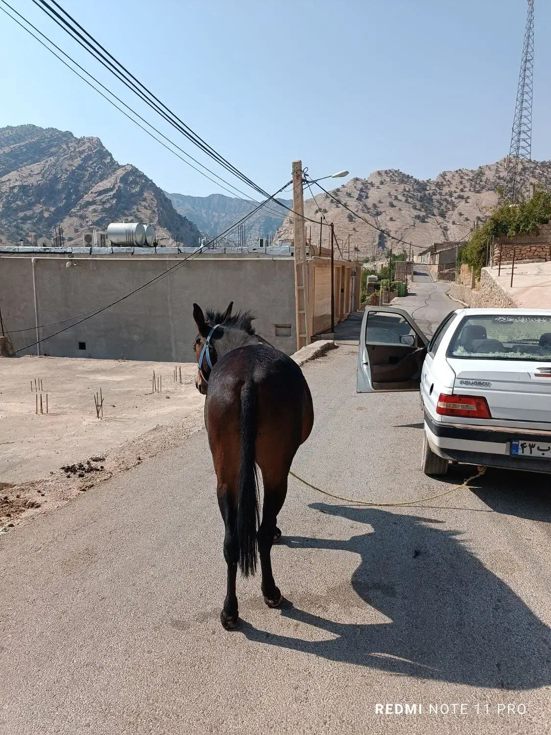 قاطر ماچه اصیل قاطر عشایری|حیوانات مزرعه|باغ ملک, |دیوار