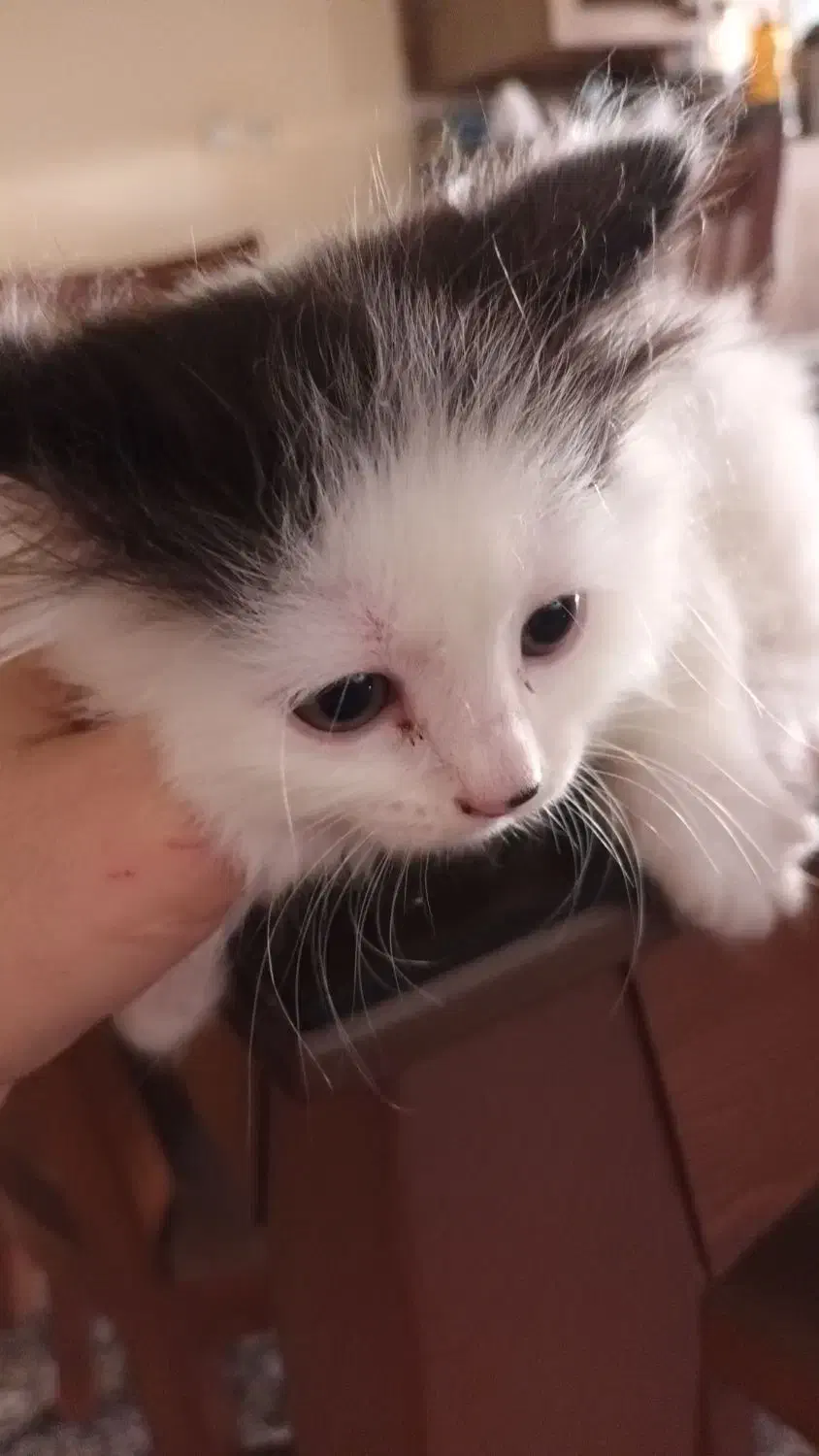 بچه گربه های نر وماده میکس پرشین|گربه|گرگان, |دیوار