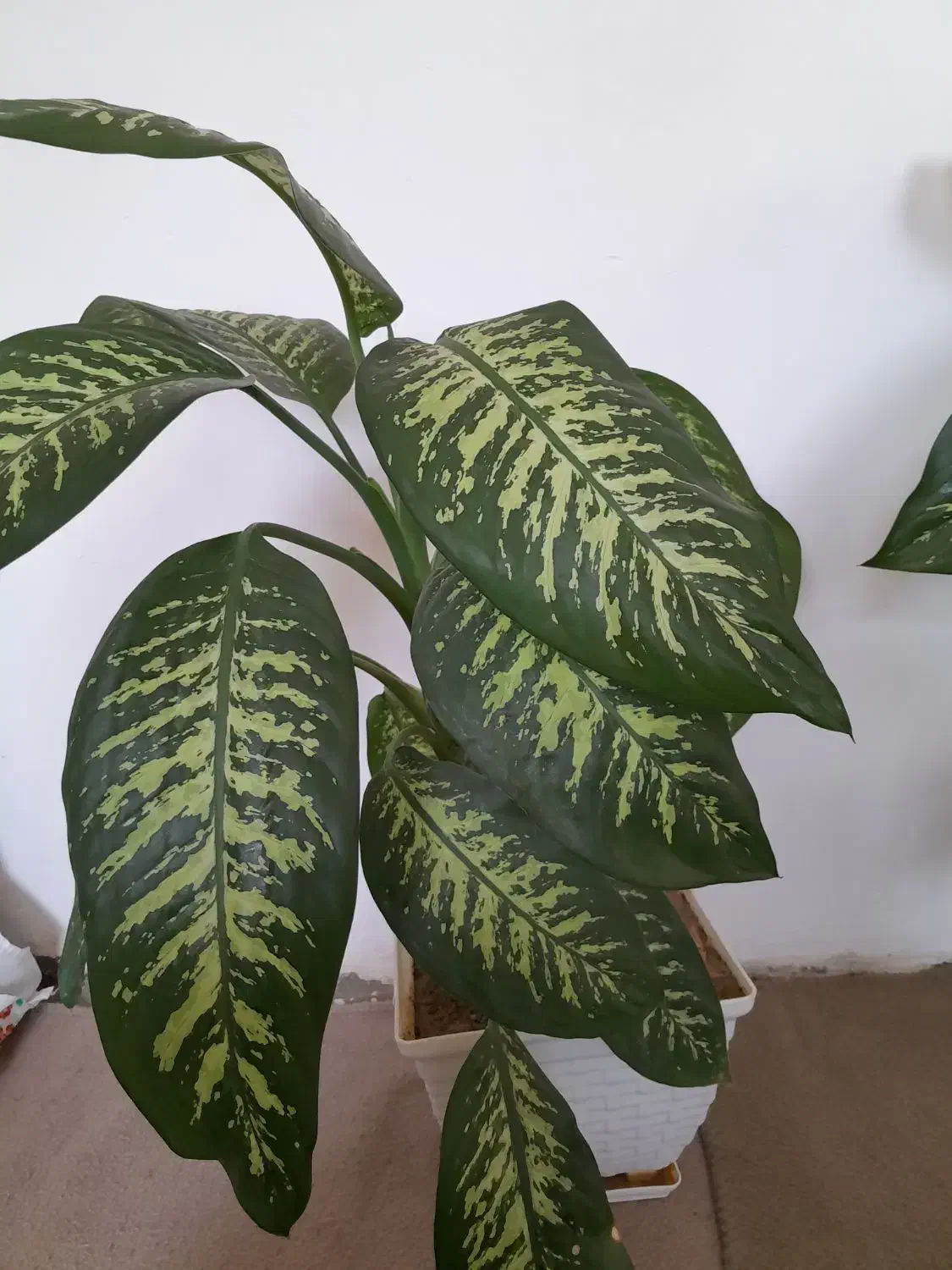 گل دیفن|گل و گیاه طبیعی|سنقر, |دیوار