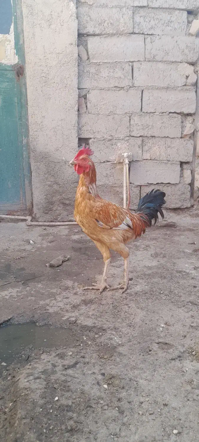 دو عددخروس محلی|حیوانات مزرعه|خمک, |دیوار