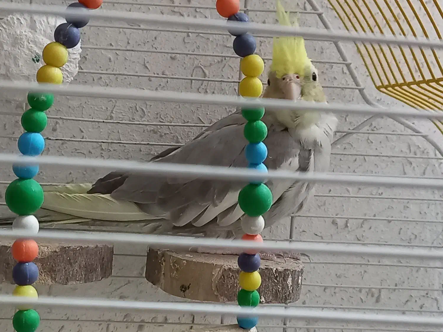 عروس هلندی|پرنده|قم, چهار مردان|دیوار