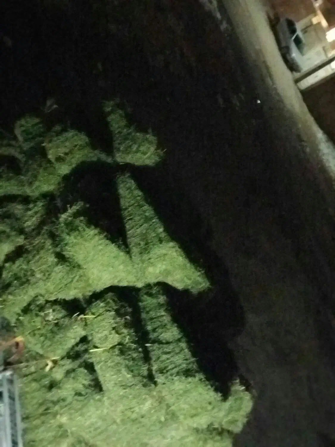 یونجه|لوازم جانبی حیوانات|قروه, |دیوار