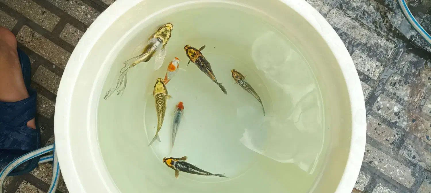 ماهی‌کوی|ماهی|اسلام‌‌آباد غرب, |دیوار