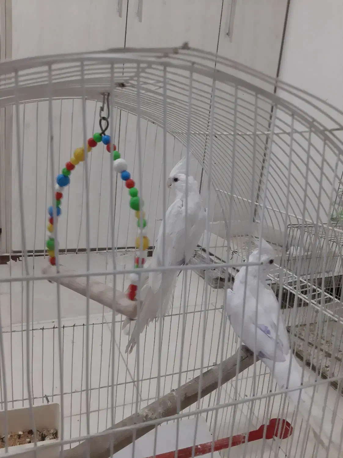 یک جفت البینو نروماده مولد اماده اماده سفید برفی|پرنده|تبریز, |دیوار