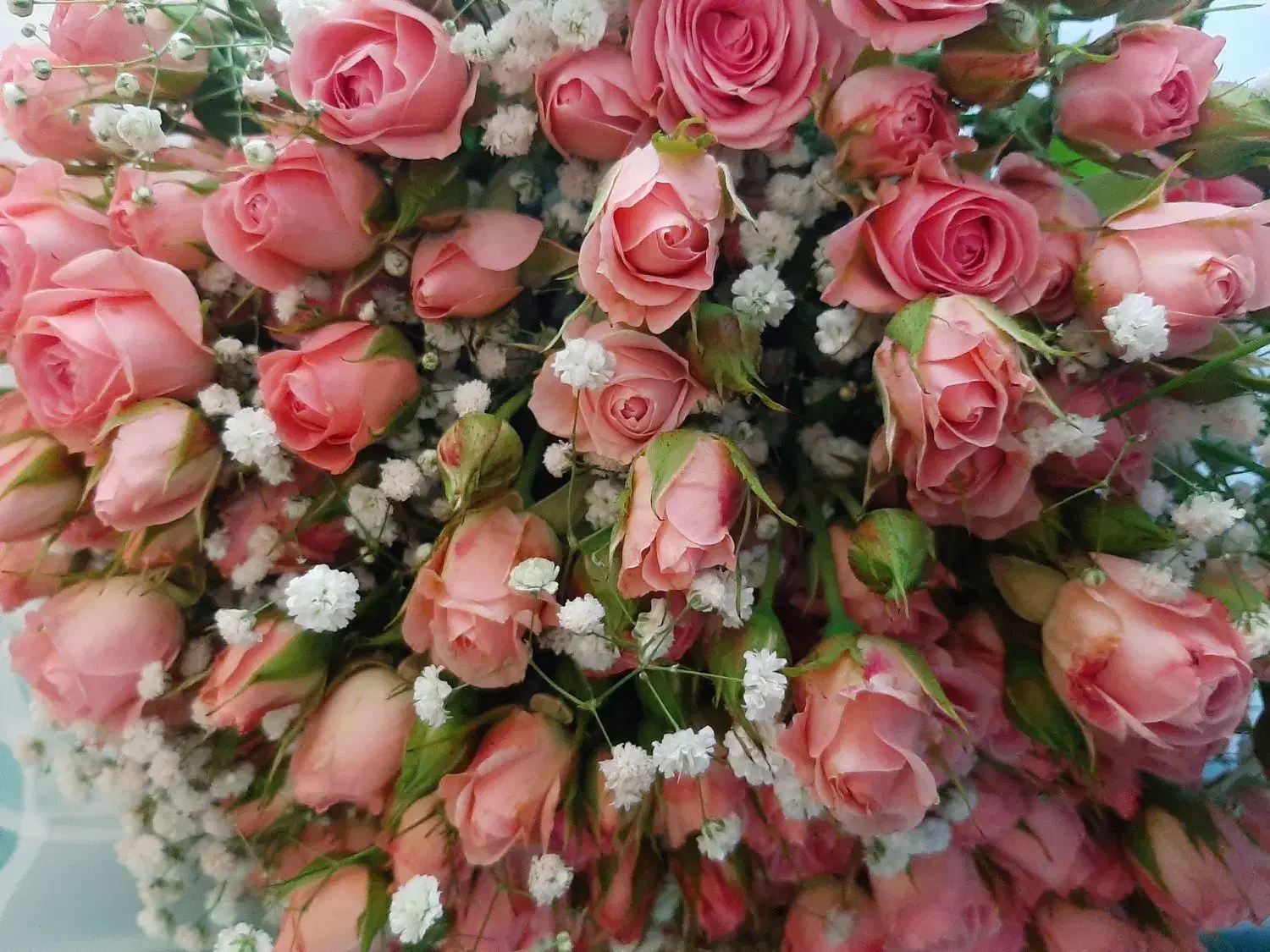 دسته گل رز مینیاتوری صورتی|گل و گیاه طبیعی|قزوین, |دیوار