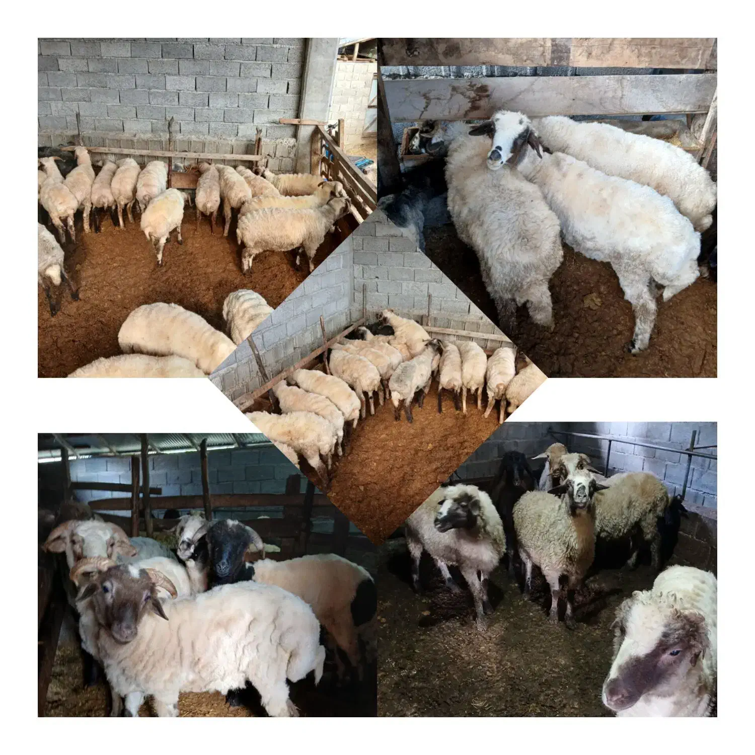 فروش بره|حیوانات مزرعه|حویق, |دیوار