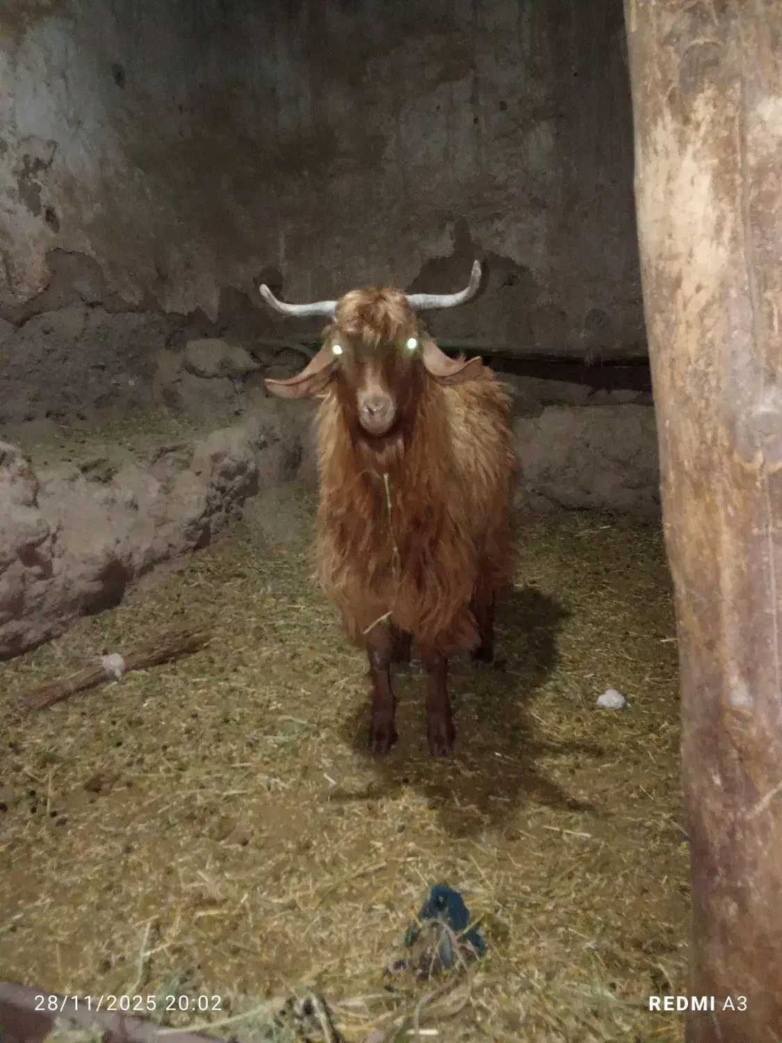 بزغاله نر چاق|حیوانات مزرعه|قره قوین, |دیوار