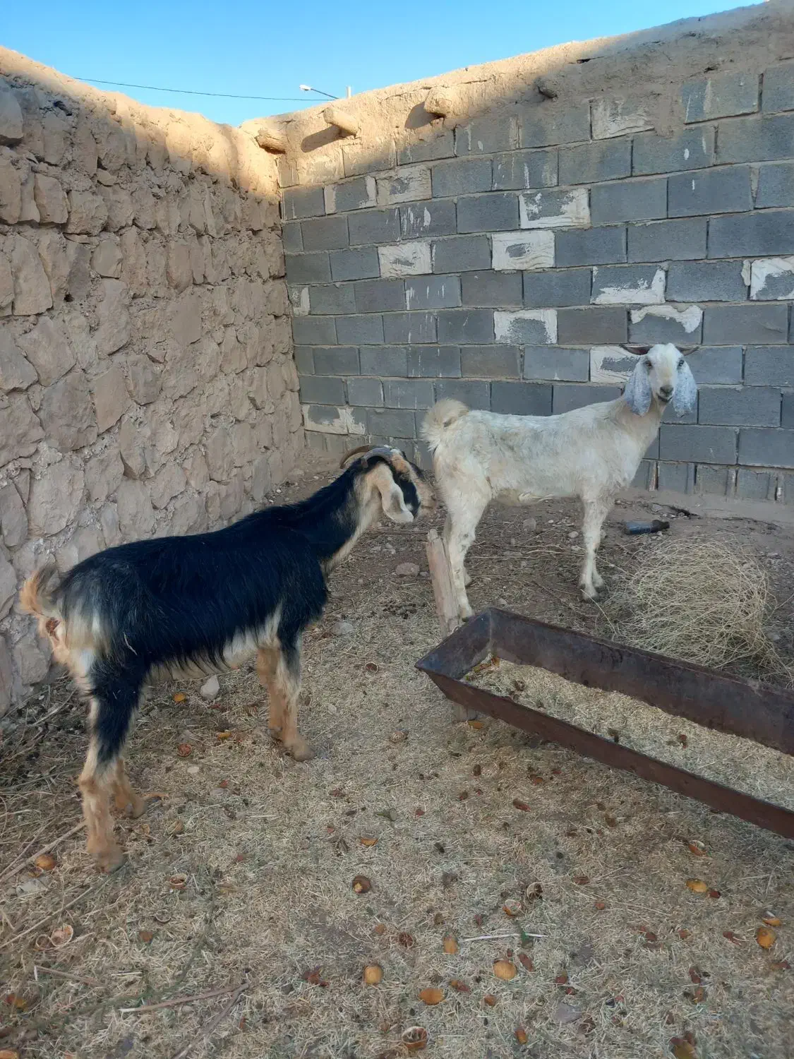 بز گله ای|حیوانات مزرعه|جهرم, |دیوار