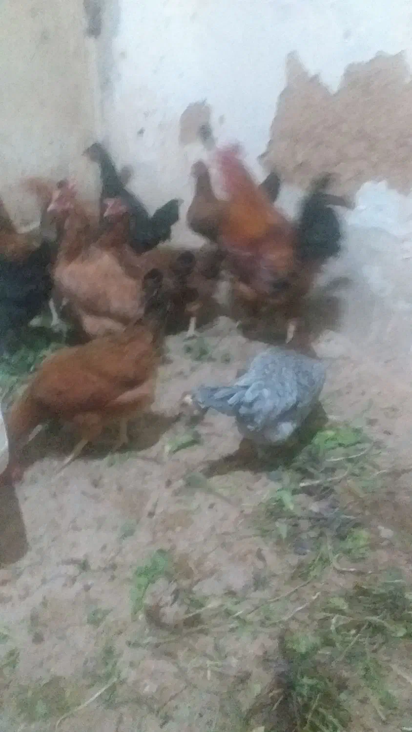 مرغ محلی|حیوانات مزرعه|دهگلان, |دیوار