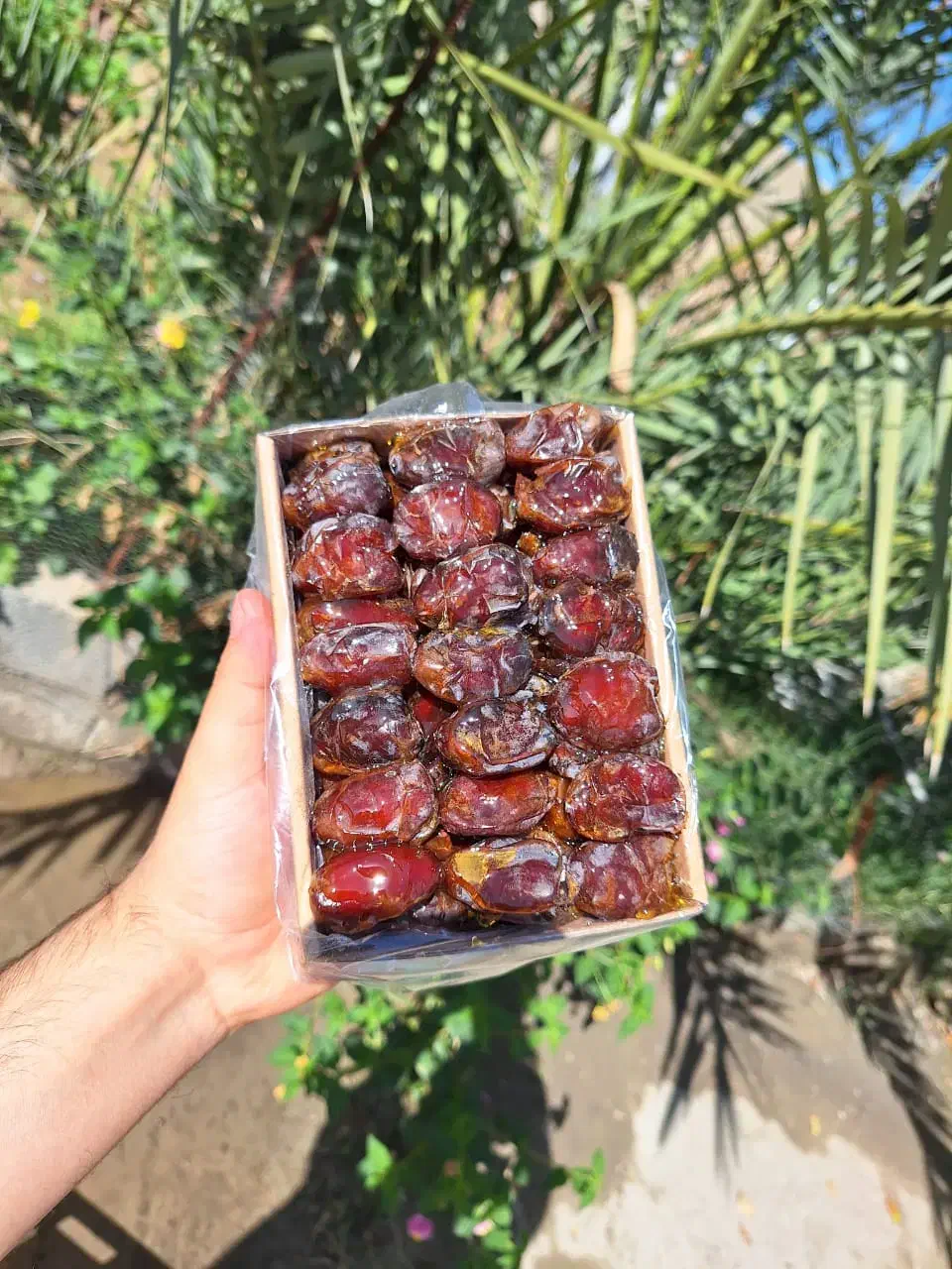 خرما کبکاب|خوردنی و آشامیدنی|وحدتیه, |دیوار