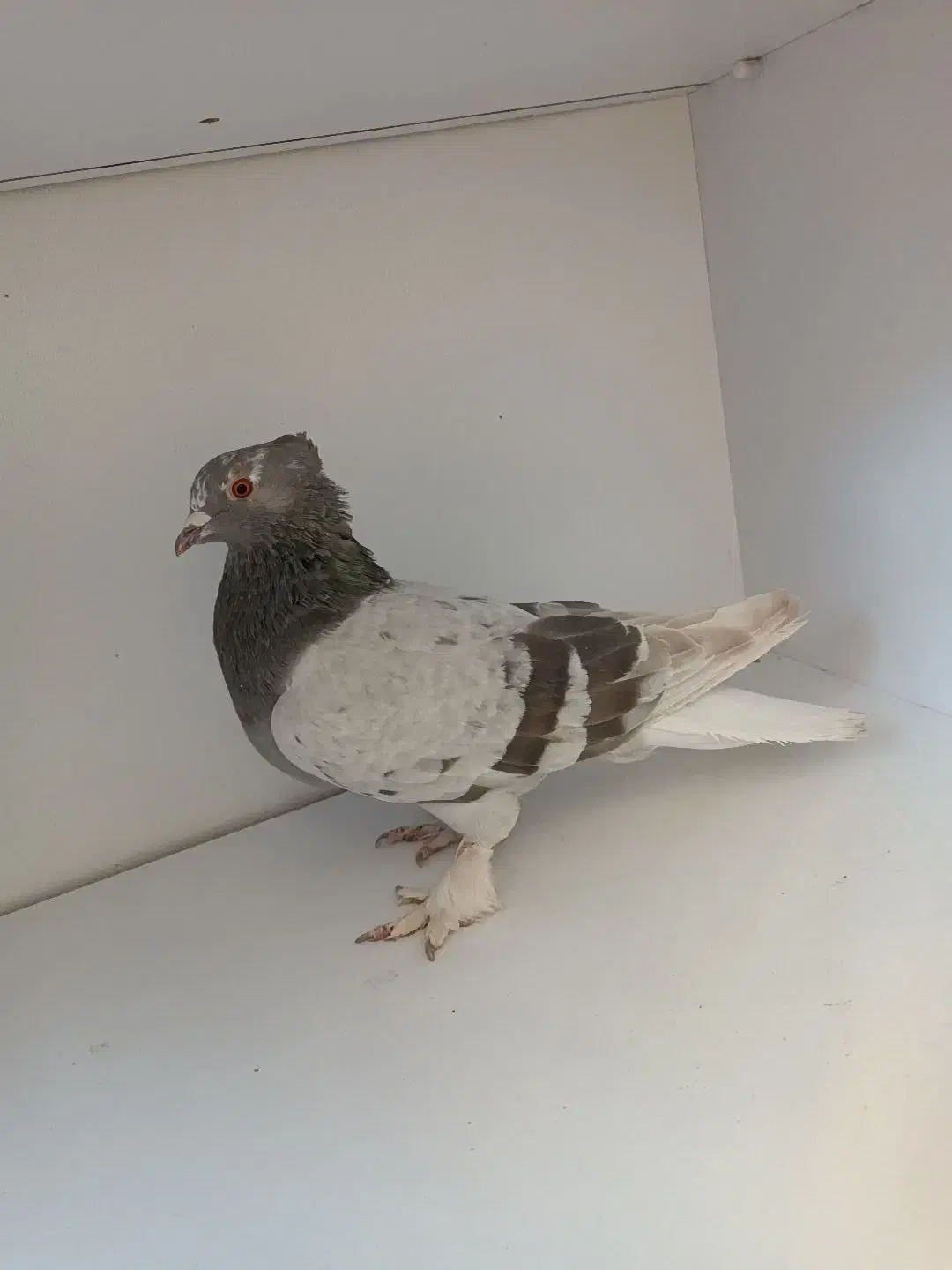 کفتر سبز دم سفید|پرنده|فردیس, شهرک ناز|دیوار