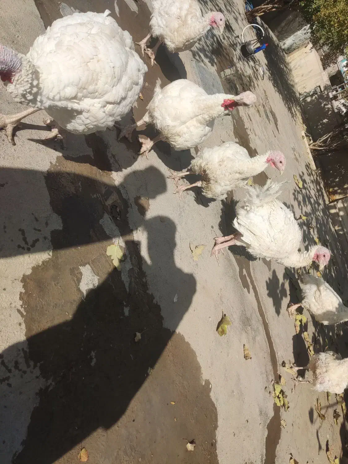 بوقلمون|حیوانات مزرعه|بیستون, |دیوار