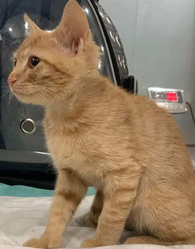 واگذاری گربه|گربه|کرج, جهان‌شهر|دیوار