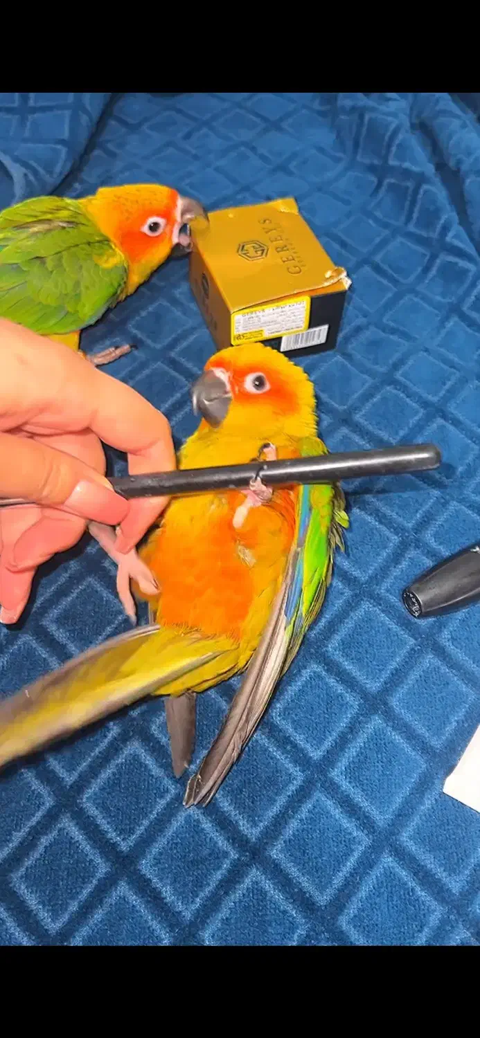 طوطی خورشیدی سان کانور ۶ ماهه پشت زرد|پرنده|اهواز, زیتون کارمندی|دیوار