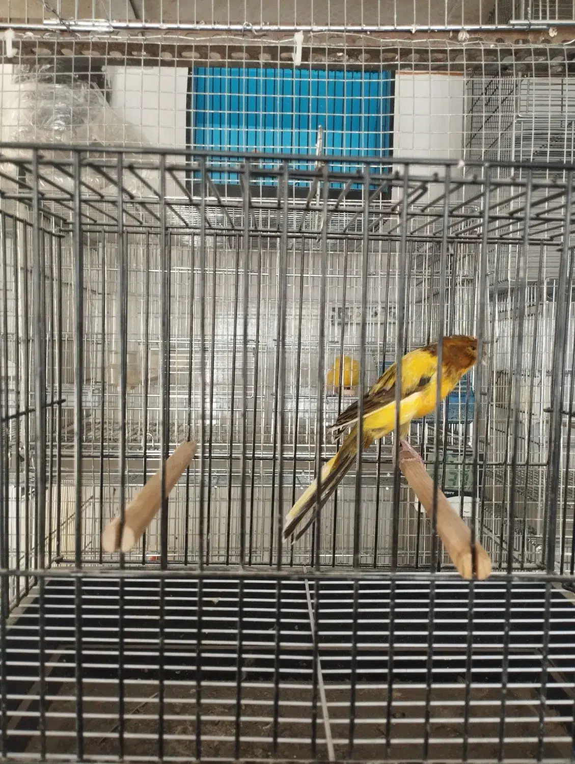 قناری رسمی بلند|پرنده|سبزوار, جوادیه غربی|دیوار