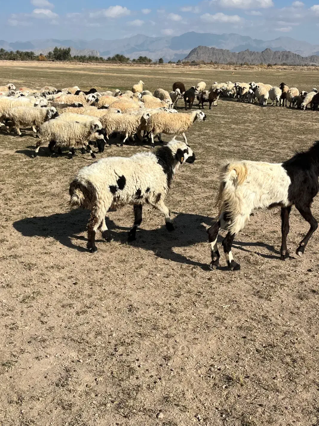 قوچ گوراند پاچن|حیوانات مزرعه|خاش, |دیوار