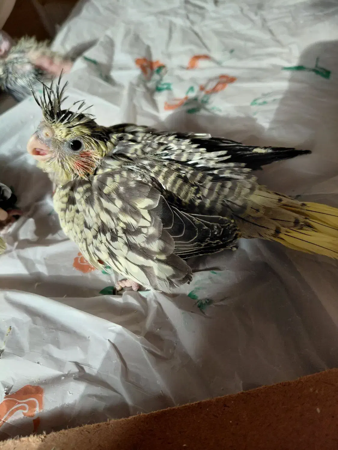 جوجه عروس|پرنده|رشت, شهرک قدس|دیوار