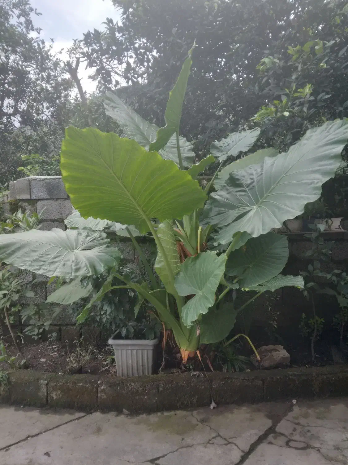 گل باباعالم|گل و گیاه طبیعی|چابکسر, |دیوار