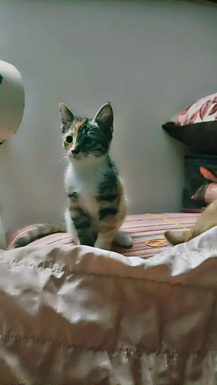 واگذاری بچه گربه رایگان|گربه|تربتحیدریه, بهزیستی|دیوار