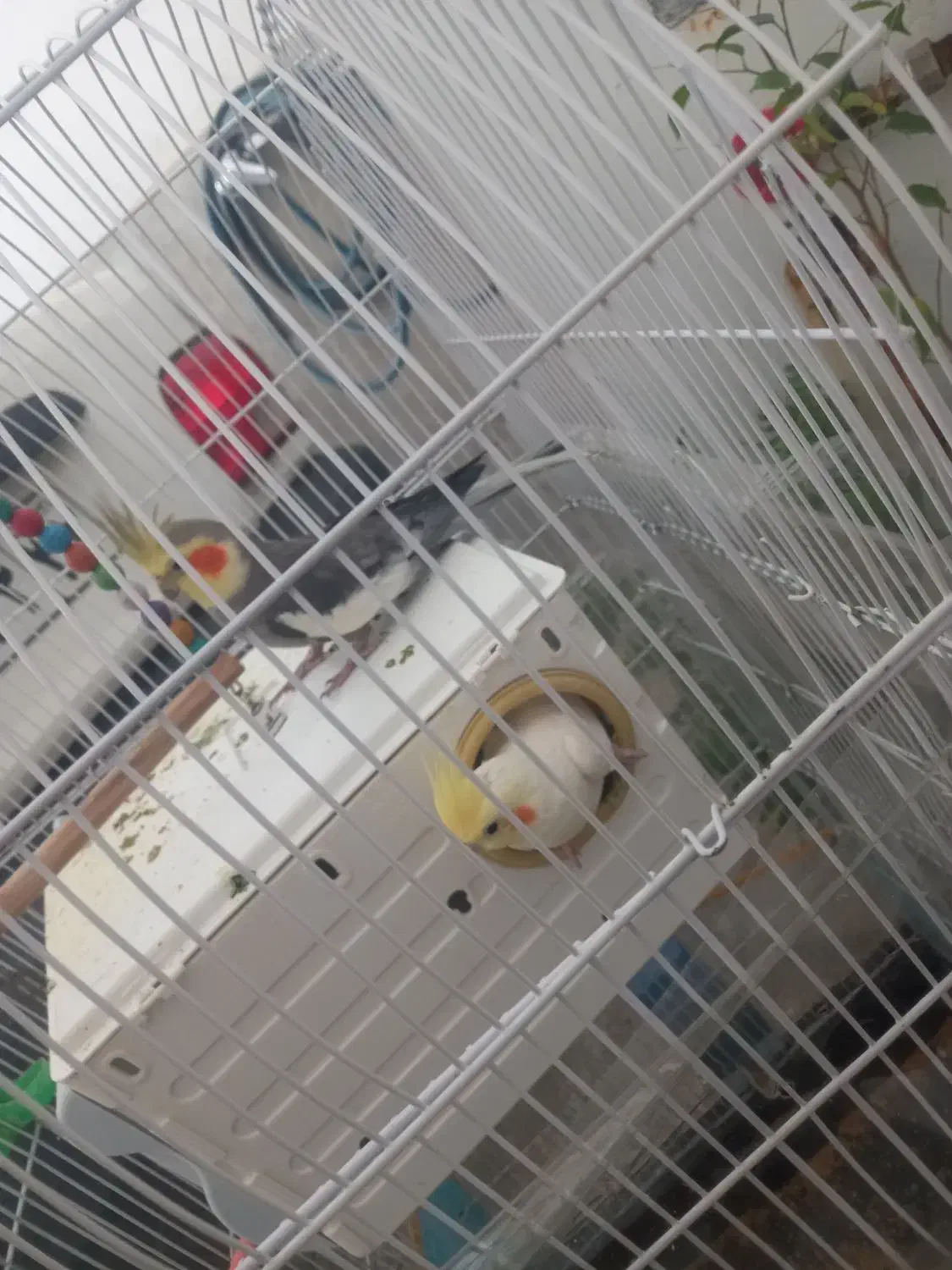 عروس هلندی|پرنده|تربت‌حیدریه, یحیی آباد|دیوار