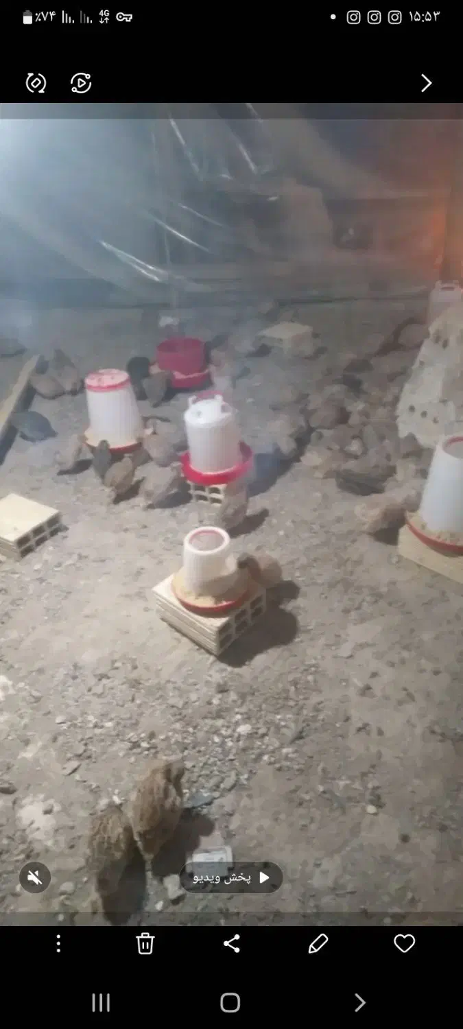 بلدرچین|حیوانات مزرعه|صوفیان, |دیوار