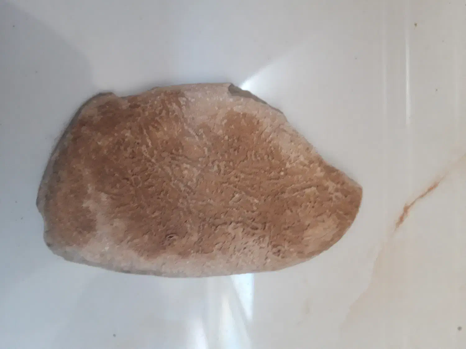 سنک فسیل گیاه|کلکسیون و سرگرمی|فیروزکوه, |دیوار