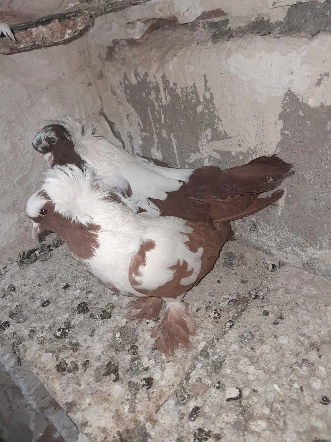 یه جفت قرمزی|پرنده|اردبیل, |دیوار