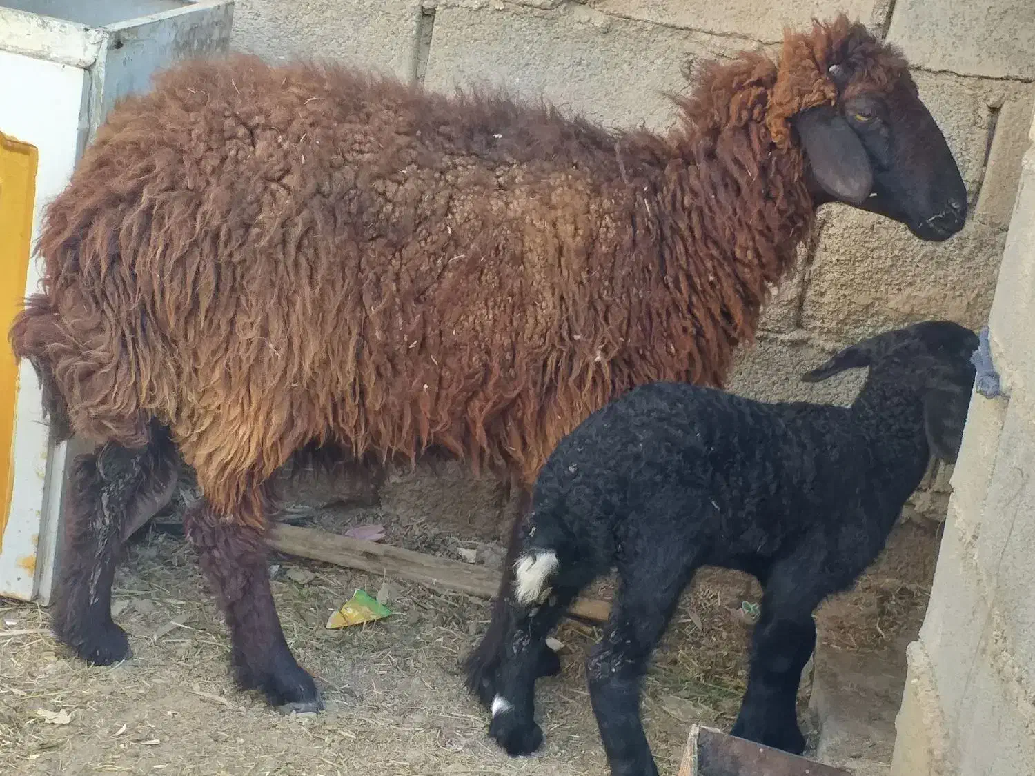 گوسفند مطفل با بره ماده یک ماهه|حیوانات مزرعه|بندر ماهشهر, |دیوار