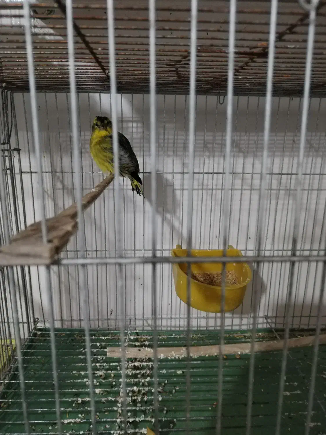 سهره سبز|پرنده|ایذه, |دیوار