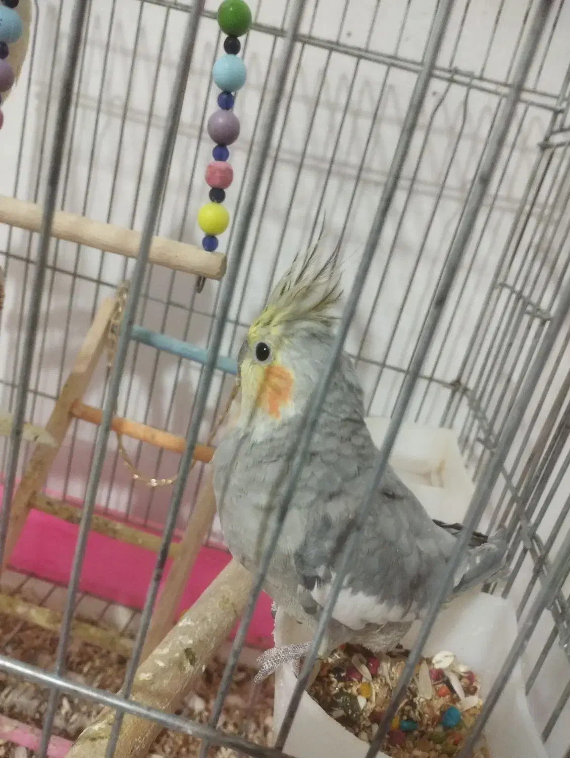 عروس هلندی|پرنده|کرج, حسن آباد|دیوار