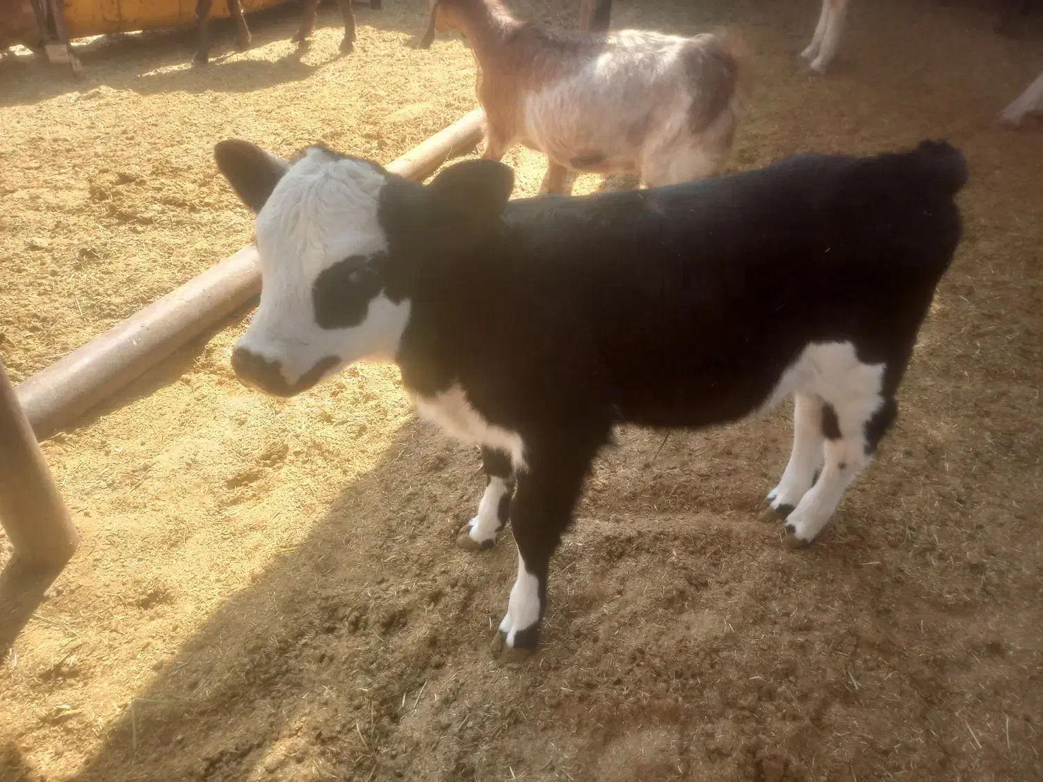 گوساله شیری ماده به فروش می‌رسد|حیوانات مزرعه|کوهدشت, |دیوار