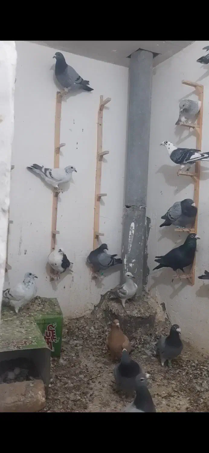 دسته ۲۰ تایی|پرنده|قائن, |دیوار