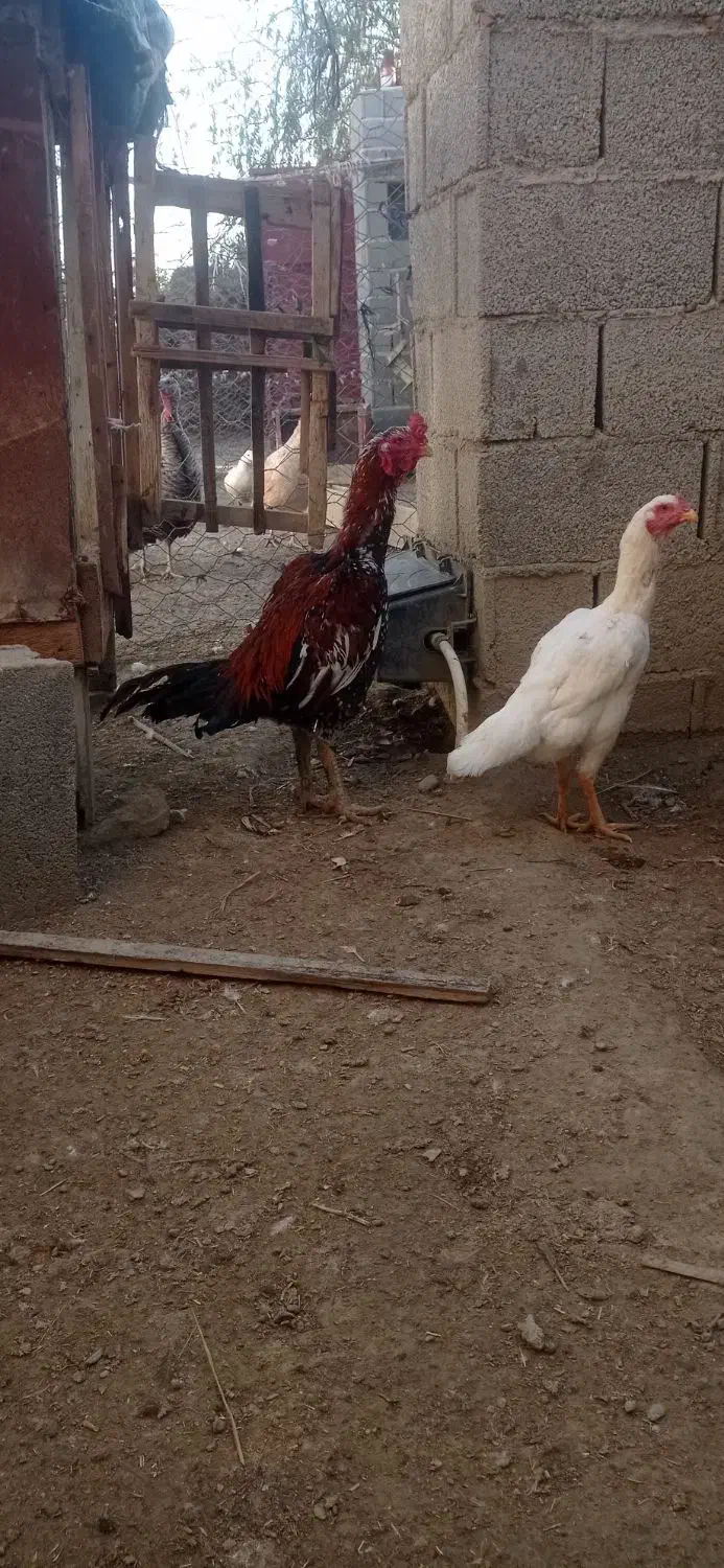 تخم لاری|حیوانات مزرعه|گمیشان, |دیوار