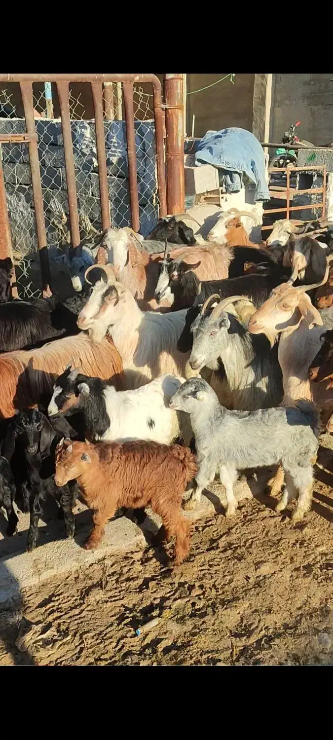 گله بز جوون|حیوانات مزرعه|بهبهان, |دیوار