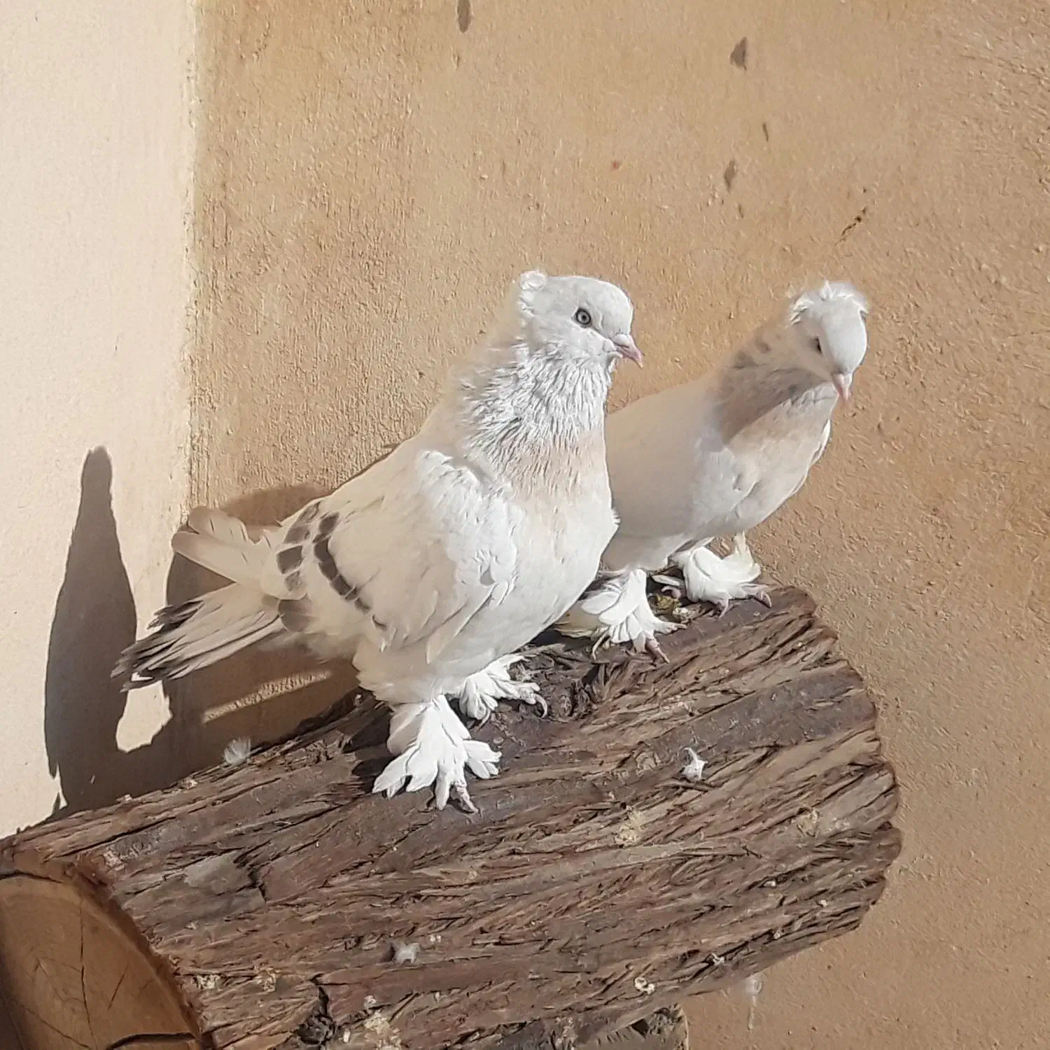 چندجفت کبوترترکیه ای وارداتی|پرنده|قم, باغ کرباسی|دیوار