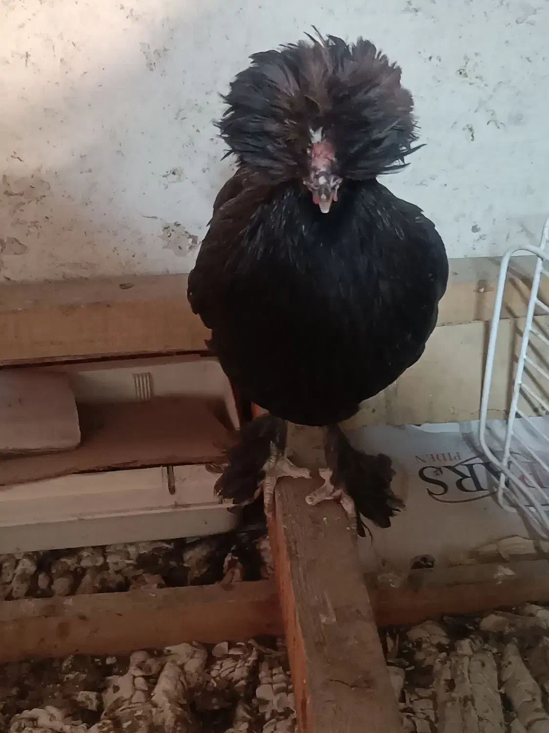 مرغ|حیوانات مزرعه|رشت, جماران|دیوار