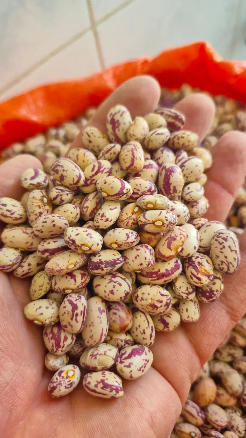 لوبیا چیتی|خوردنی و آشامیدنی|نیر (اردبیل), |دیوار