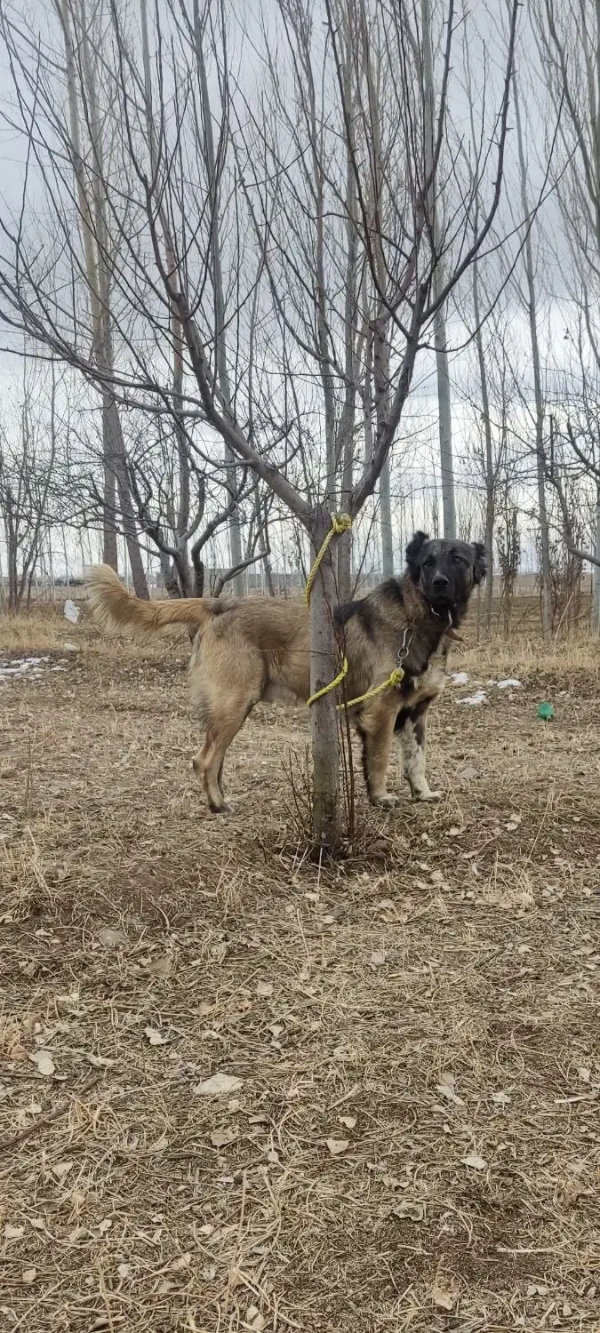 تایماز ۲۵ ماهه از نسل پله میانه|سگ|سراب, |دیوار