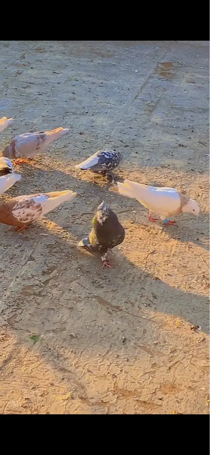 جفت سرور دم سفید و سینه سیاه بی عیب|پرنده|صدرا-فارس, فاز ۱|دیوار