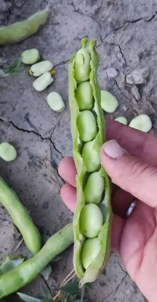 بذر باقالی|عمدهفروشی|سیلاخور, |دیوار